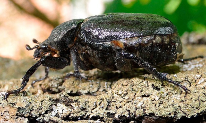 Pique-prune, un ermite en pleine ville - La Salamandre