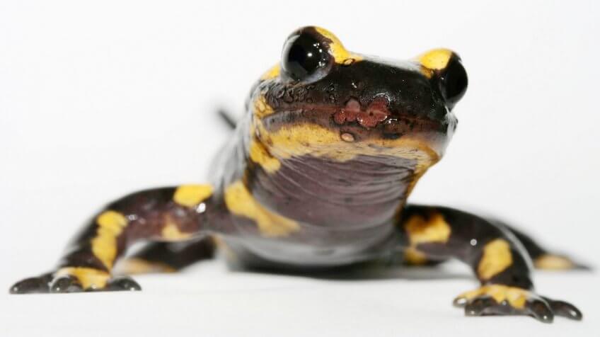 Alerte au champignon tueur de salamandre - La Salamandre