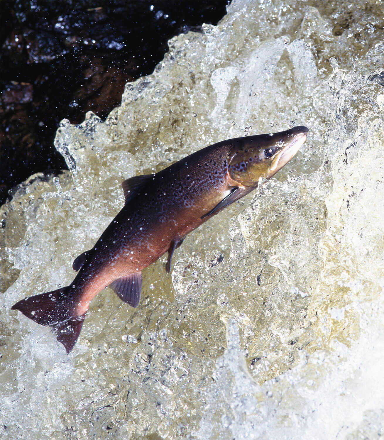 Reproduction animale : Leçon N°7 : Garder ses distances - La Salamandre
