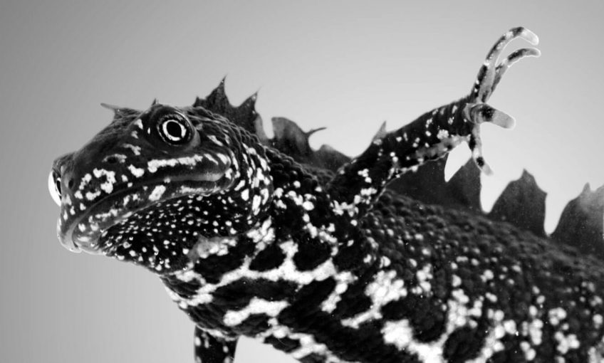 Reproduction animale : Leçon N°7 : Garder ses distances - La Salamandre