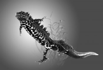 Reproduction animale : Leçon N°7 : Garder ses distances - La Salamandre