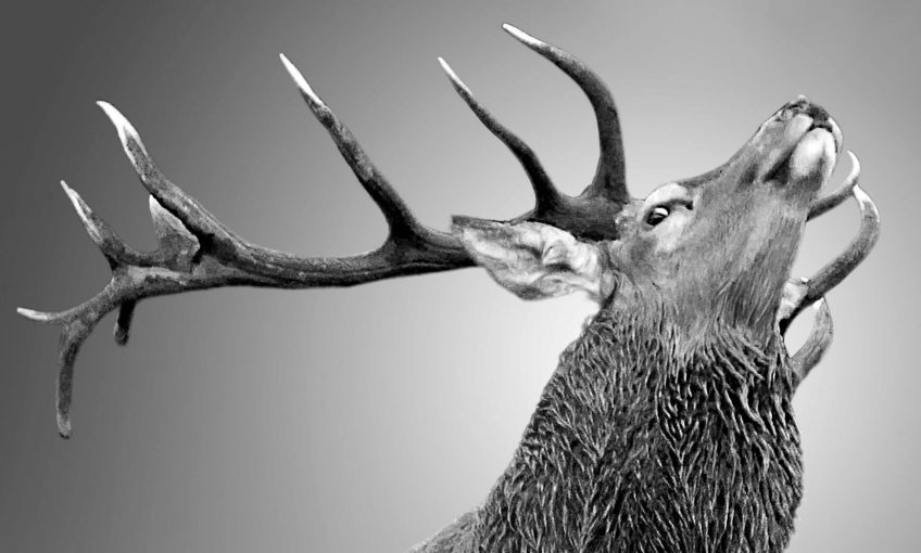Reproduction animale : Leçon N°3 : Aimer sans compter - La Salamandre
