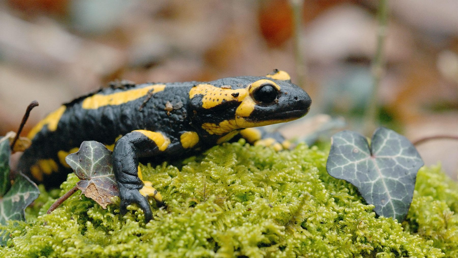 La salamandre, un amphibien utile à la biodiversité