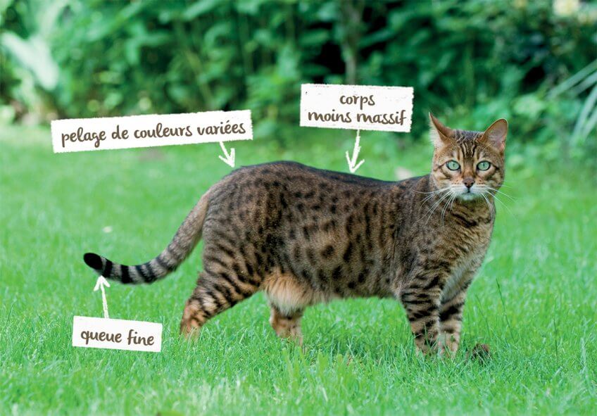 Le chat domestique