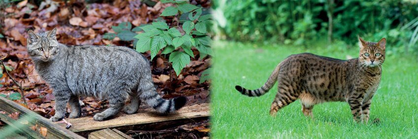 Le chat sauvage et le chat domestique