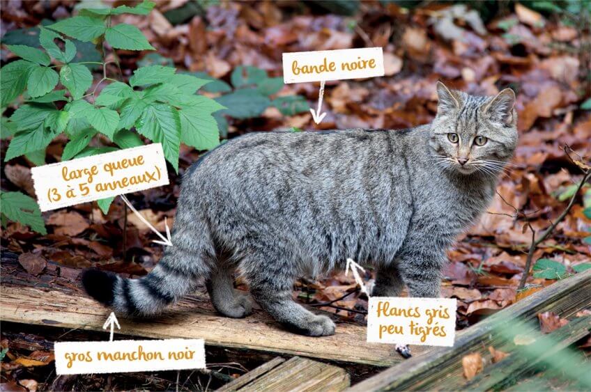 Le chat sauvage