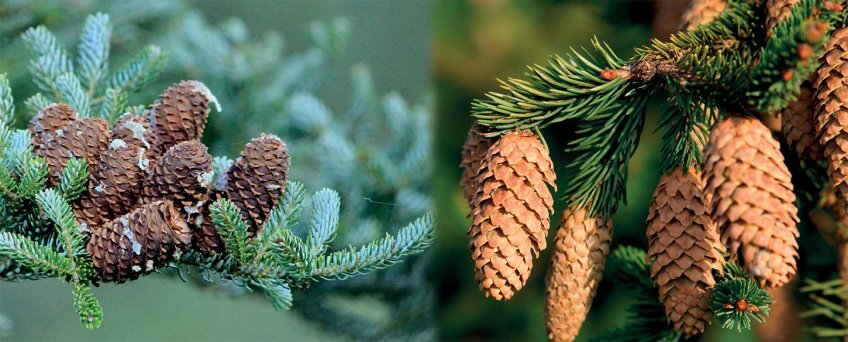 Sapin blanc et épicéa