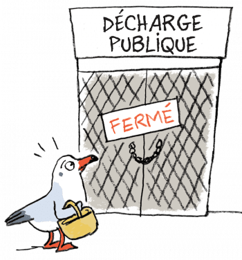 Mouette allant à la décharge