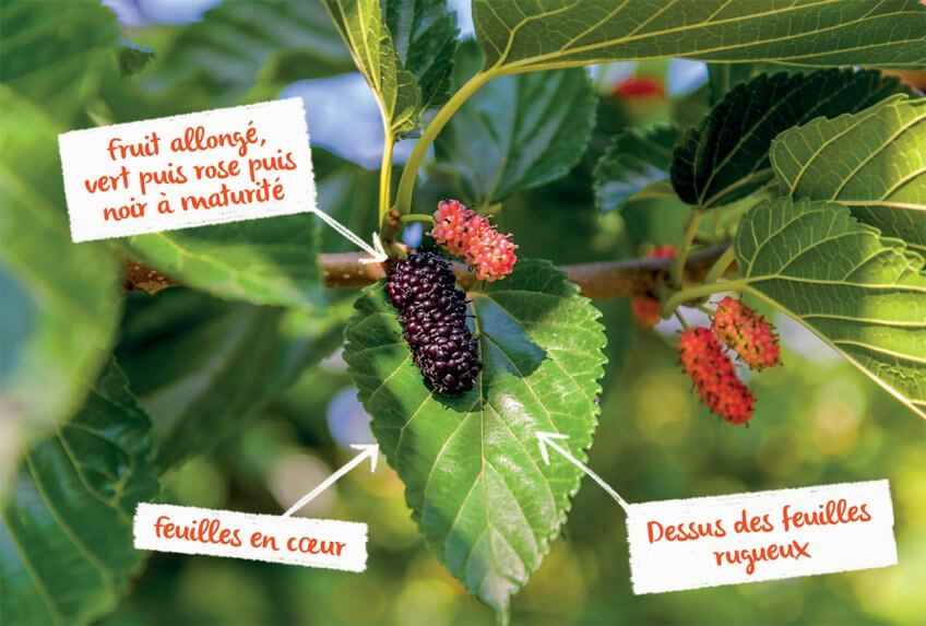 Le mûrier noir