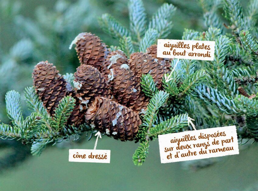 Sapin blanc ou épicéa ? École