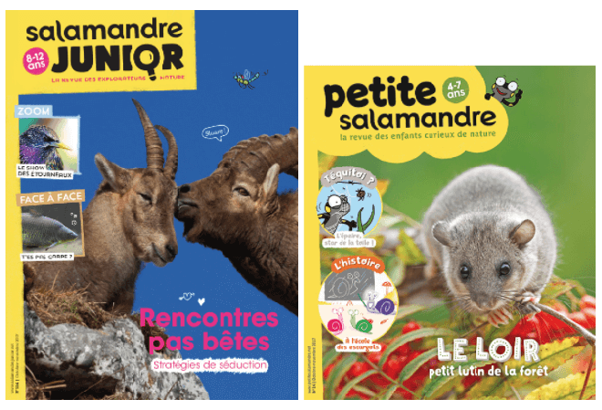 Salamandre Junior n° 114 et Petite Salamandre n° 14