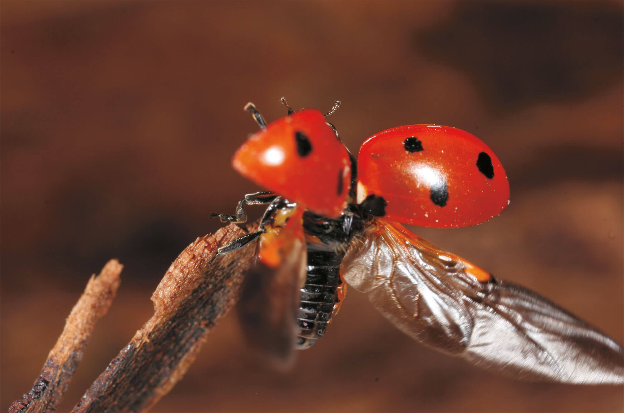 Un élevage de coccinelles au jour le jour - La Salamandre