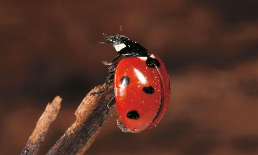 Un élevage de coccinelles au jour le jour - La Salamandre