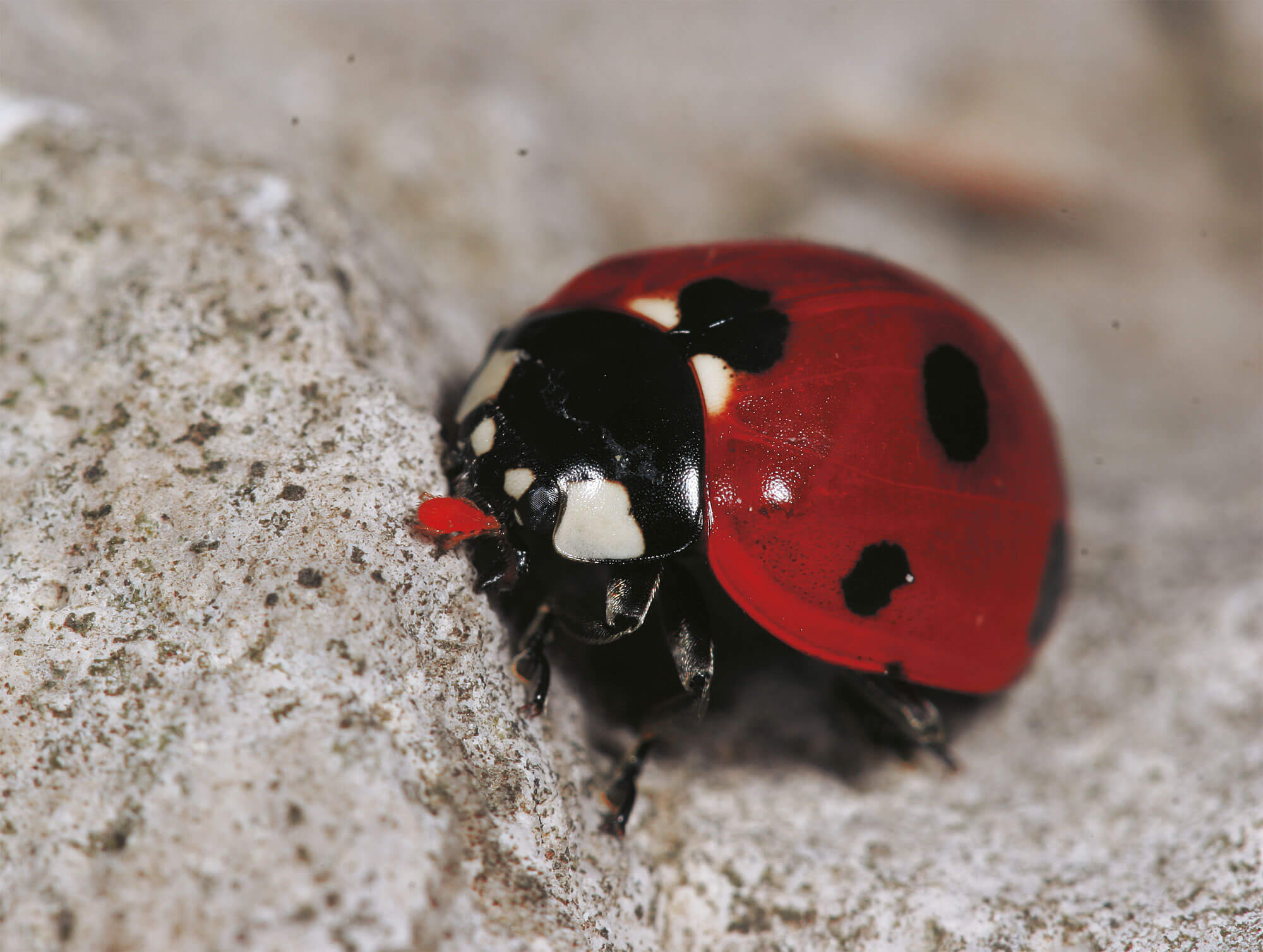 Un élevage de coccinelles au jour le jour - La Salamandre