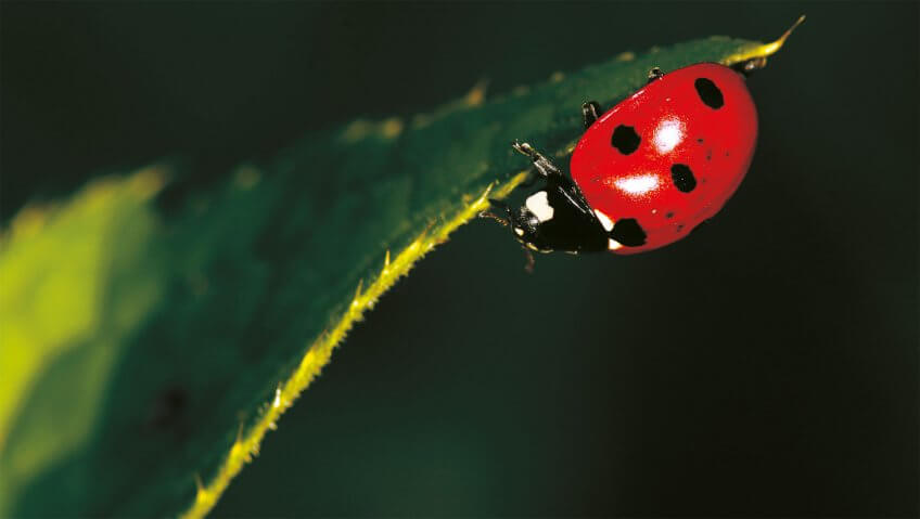 Coccinelle, point final - La Salamandre