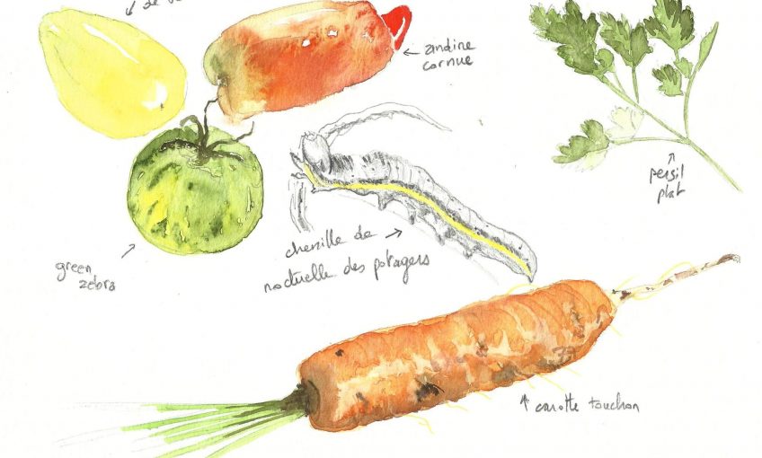 Biodiversité ou bonne bouffe - La Salamandre