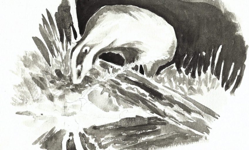 Un blaireau dans la mare - La Salamandre