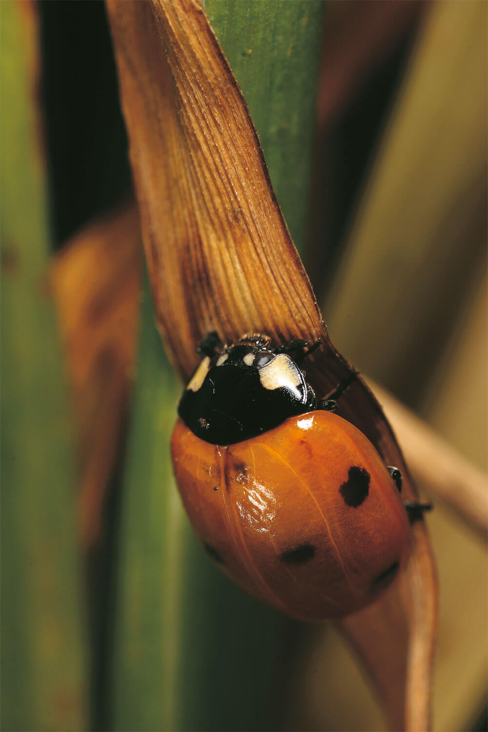 Un élevage de coccinelles au jour le jour - La Salamandre