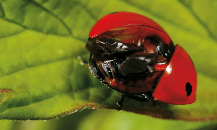 Coccinelles : Carrosseries chic, amours choc - La Salamandre
