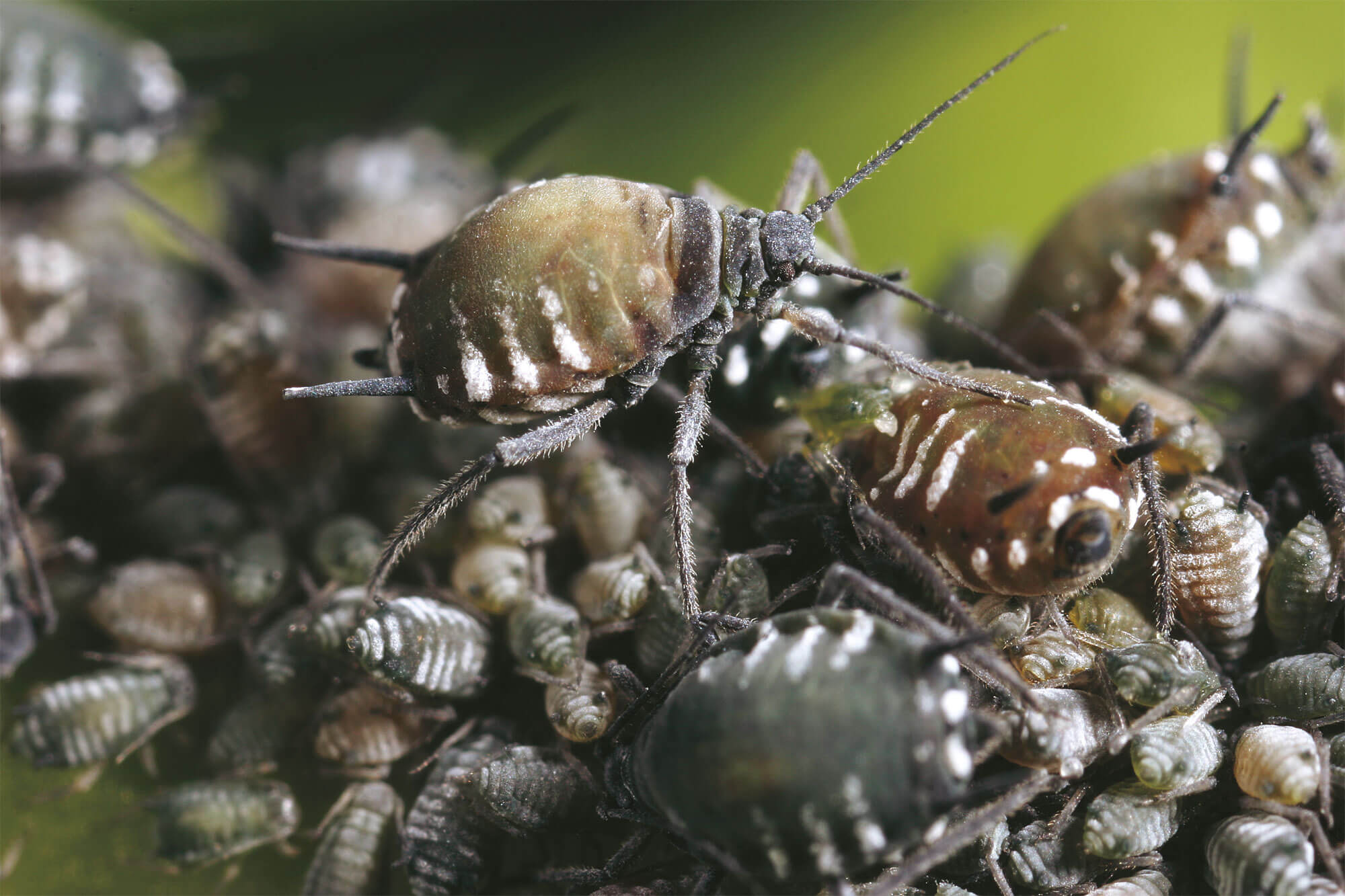 Un élevage de coccinelles au jour le jour - La Salamandre