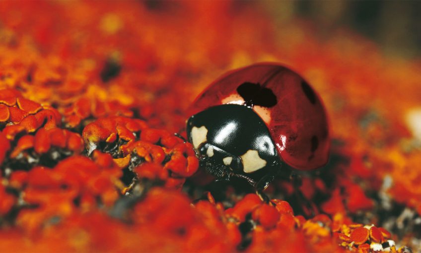 Coccinelles: Guide pratique - La Salamandre