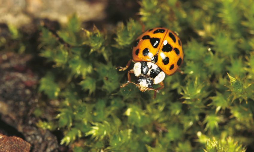 Coccinelle, bio par nature ? - La Salamandre
