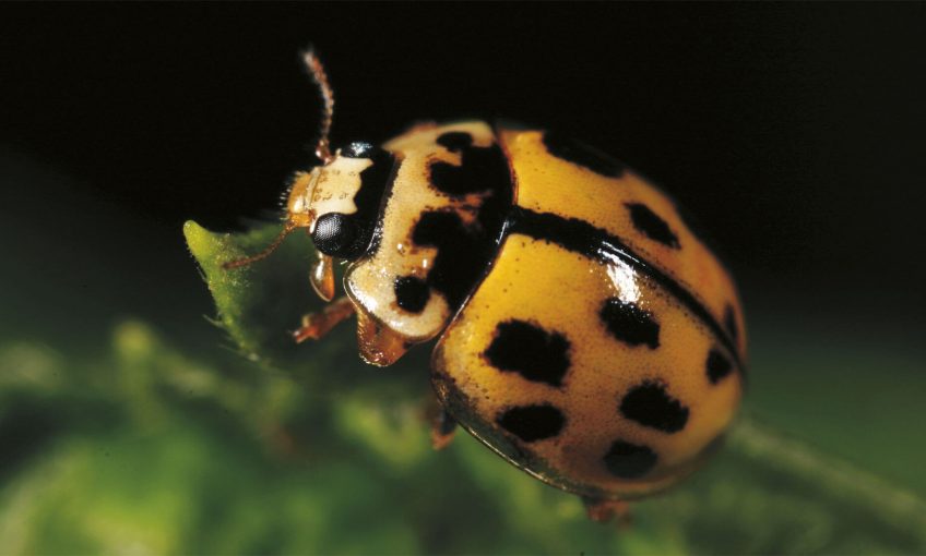 Mise au point sur les coccinelles - La Salamandre