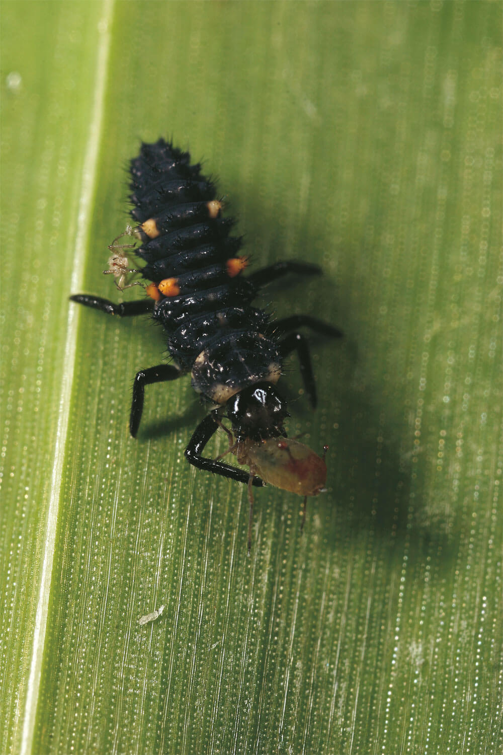 Un élevage de coccinelles au jour le jour - La Salamandre