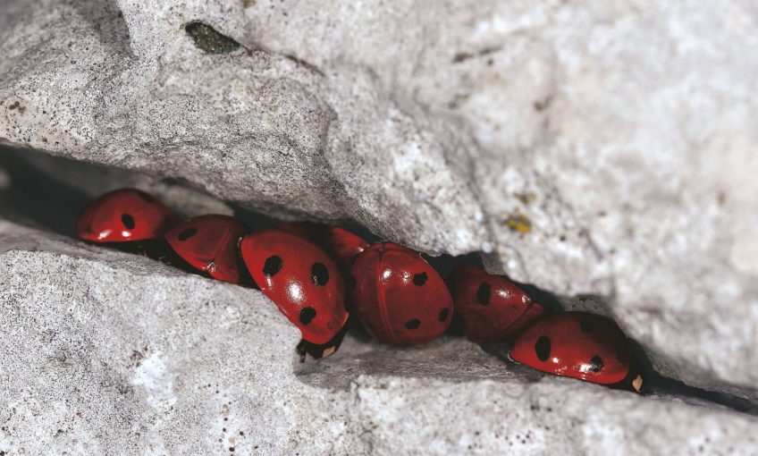 Retour au sommet pour les coccinelles - La Salamandre