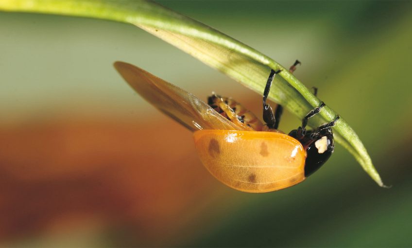 Enfin des ailes pour la coccinelle ! - La Salamandre