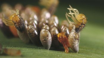 L’émergence des larves de coccinelles est un spectacle extraordinaire et fragile.
