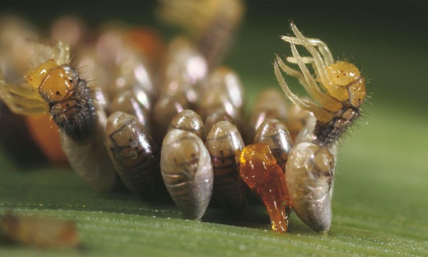 Coccinelles : Le ballet des larves - La Salamandre
