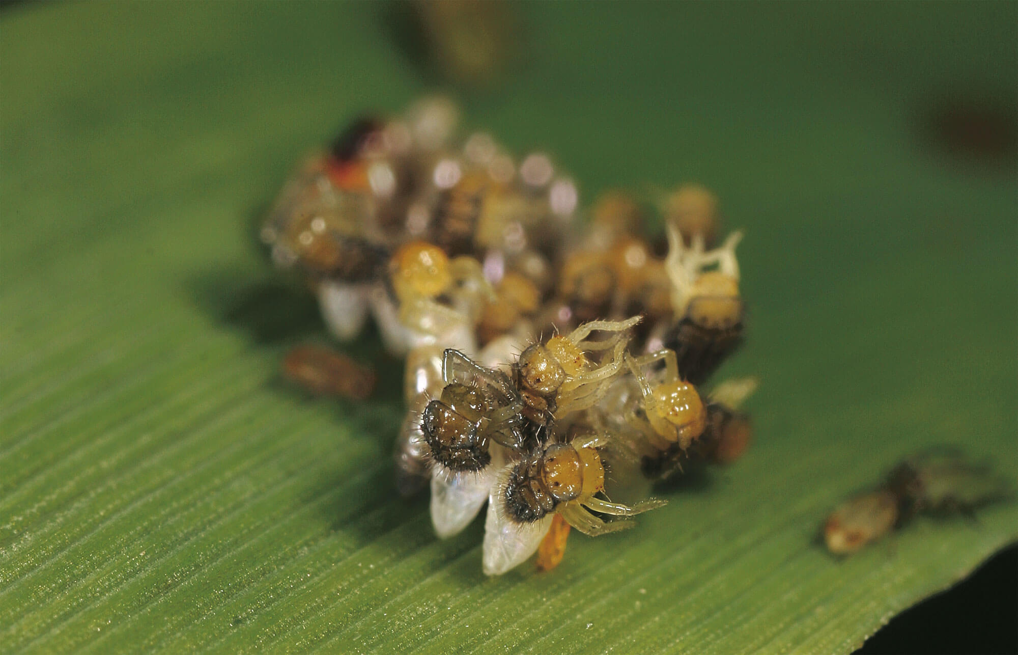 Un élevage de coccinelles au jour le jour - La Salamandre