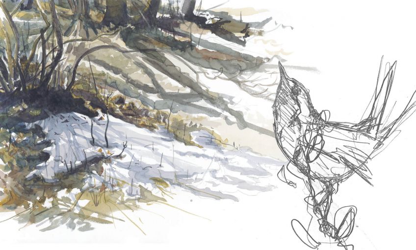 Castagne et séduction du rougegorge - La Salamandre