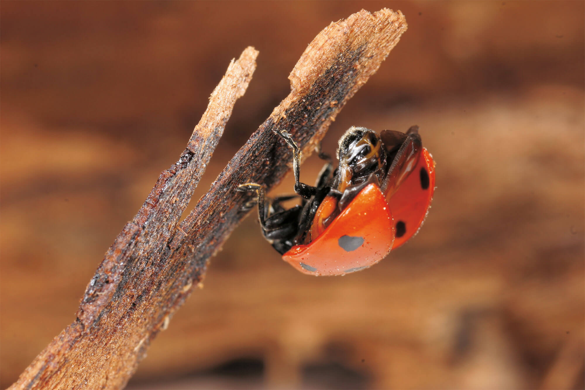 Un élevage de coccinelles au jour le jour - La Salamandre