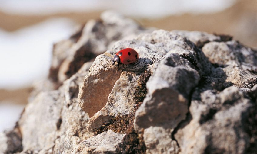 Coccinelles, surgies des sommets - La Salamandre