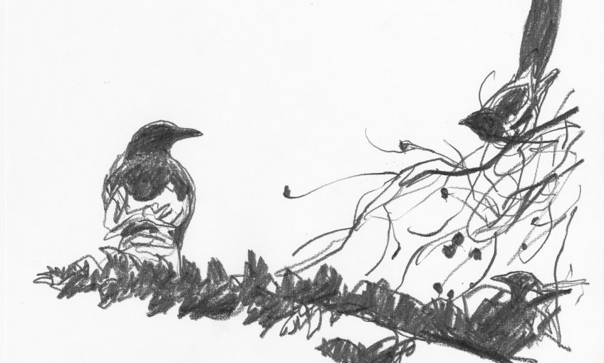 Denis Clavreul raconte ses plus beaux dessins de pie bavarde - La Salamandre