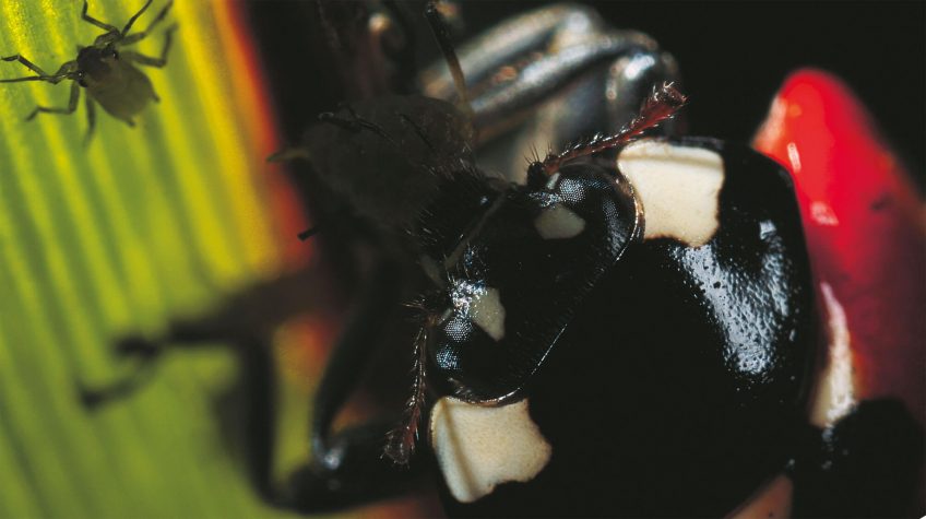 Quel est le r gime alimentaire des coccinelles La Salamandre