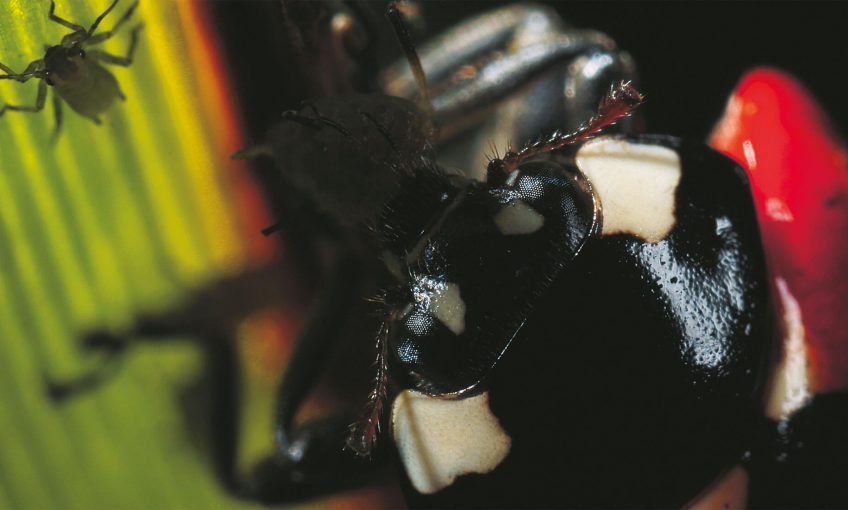 Coccinelles : Demoiselles voraces - La Salamandre