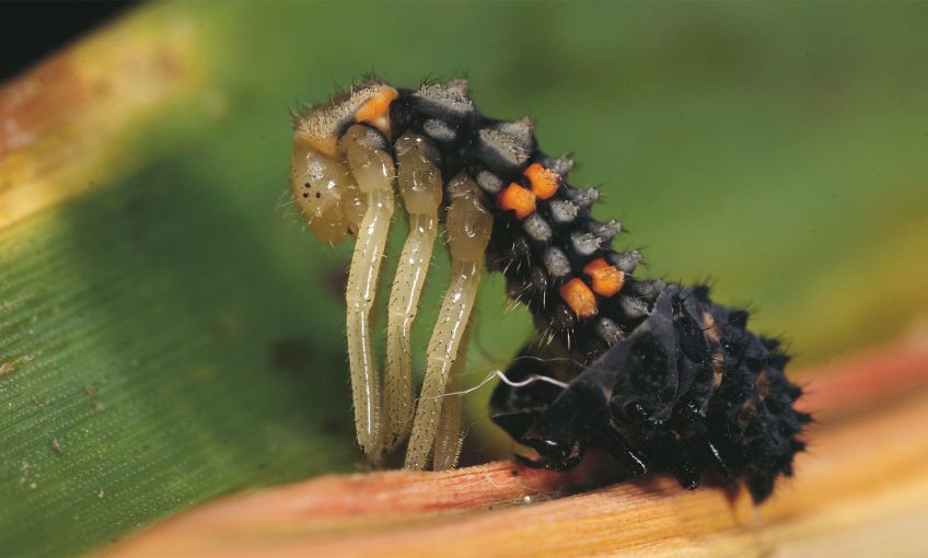 Quand les larves de coccinelles font peau neuve - La Salamandre