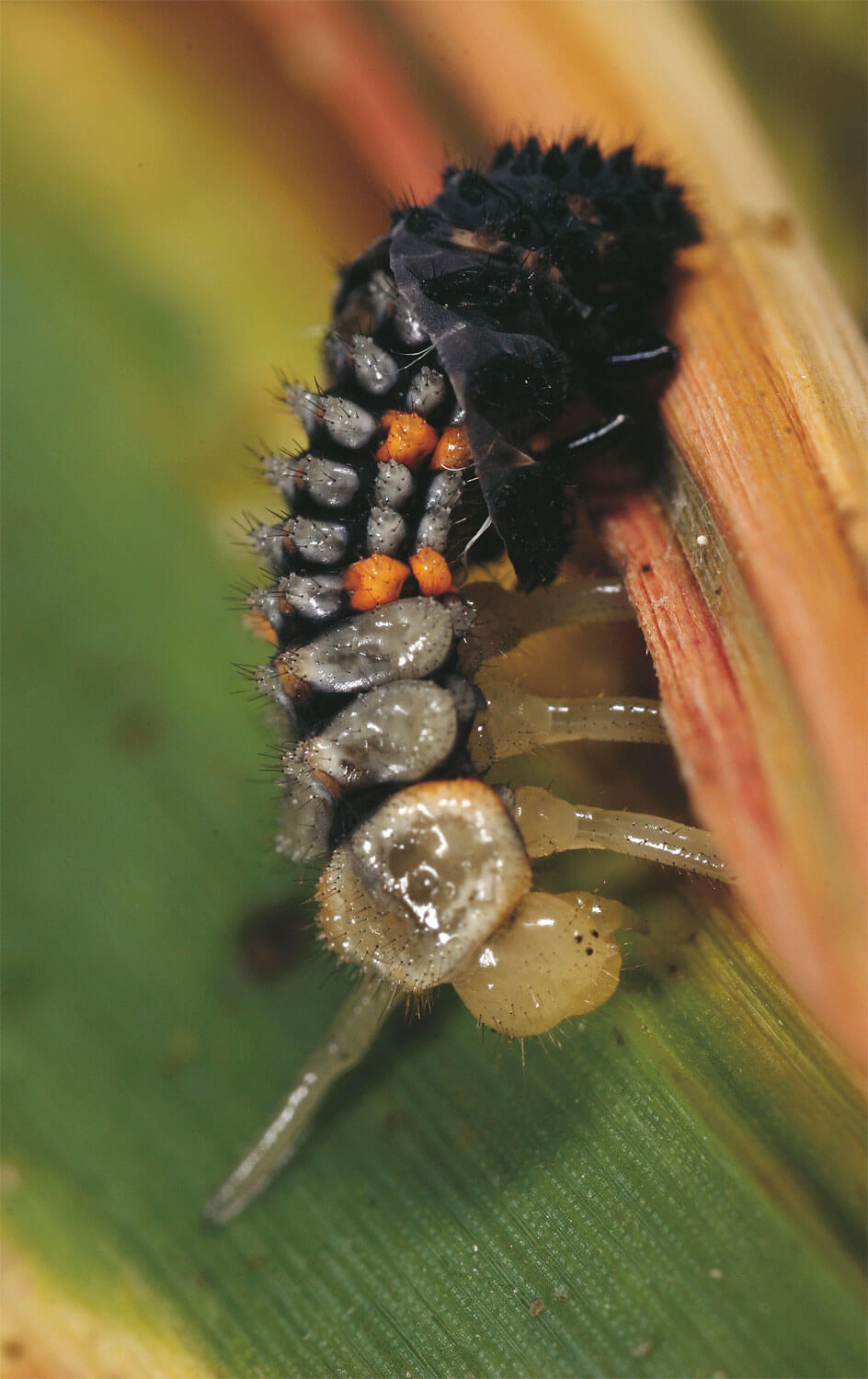 Un élevage de coccinelles au jour le jour - La Salamandre