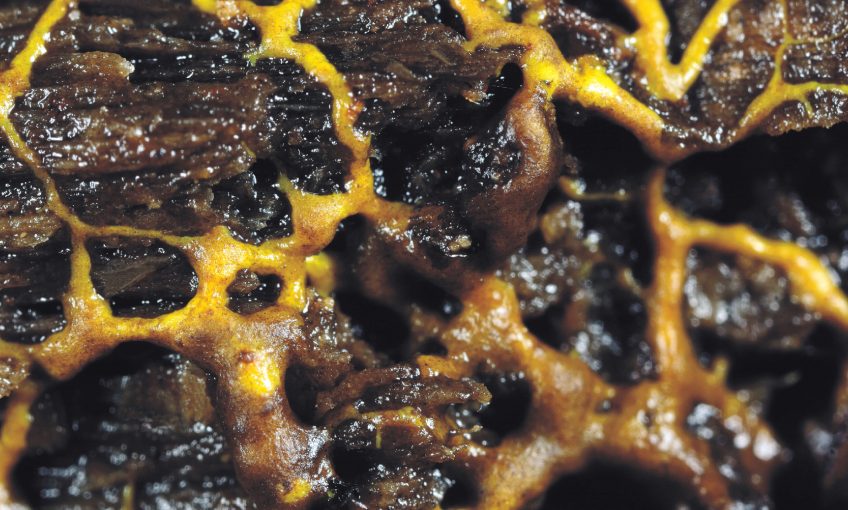 Les myxomycètes sont parmi nous - La Salamandre