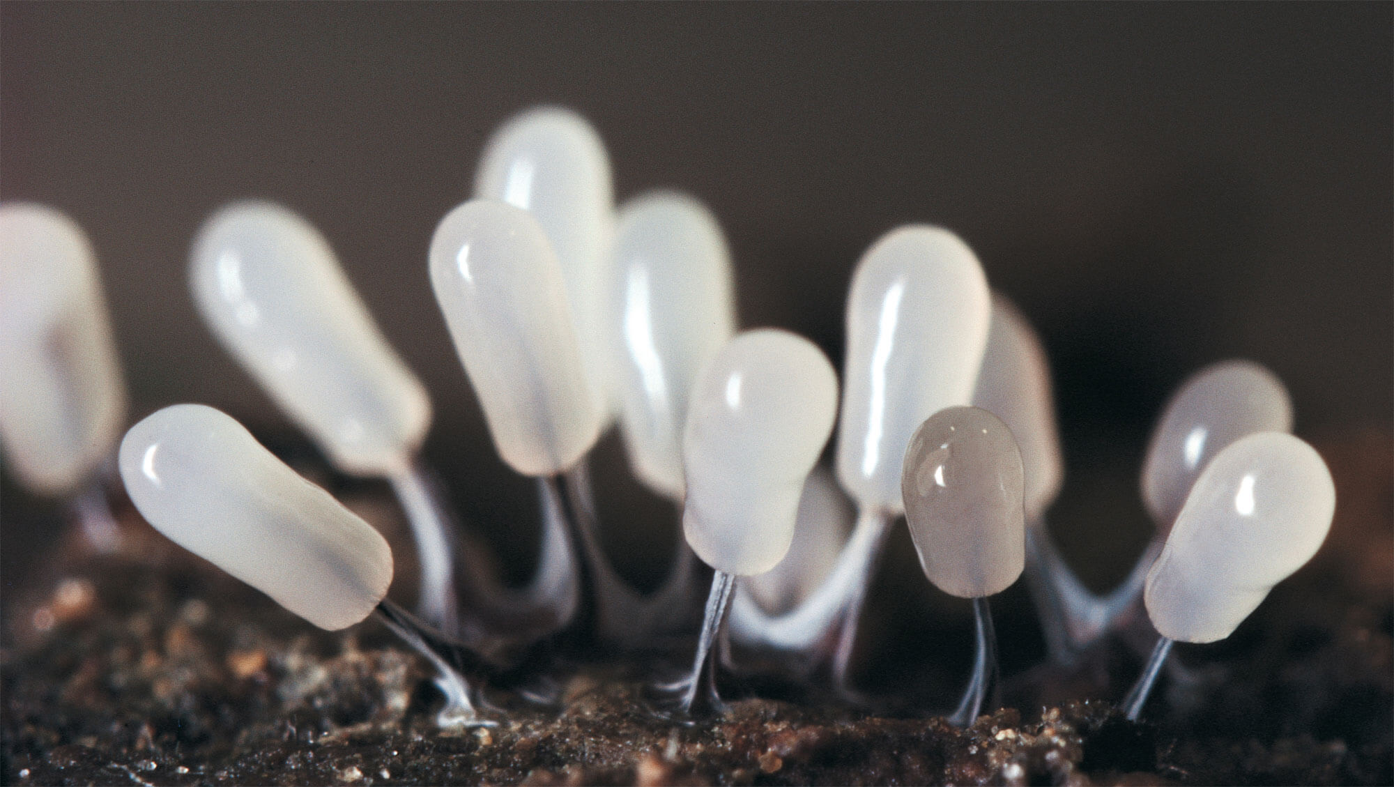 Animal ou champignon ? - La Salamandre