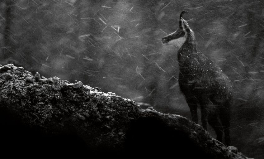 Le calme dans la tempête - La Salamandre