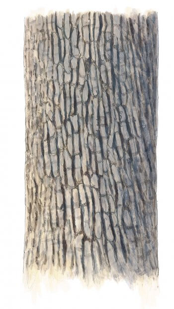Reconnaissez les arbres à leur écorce !