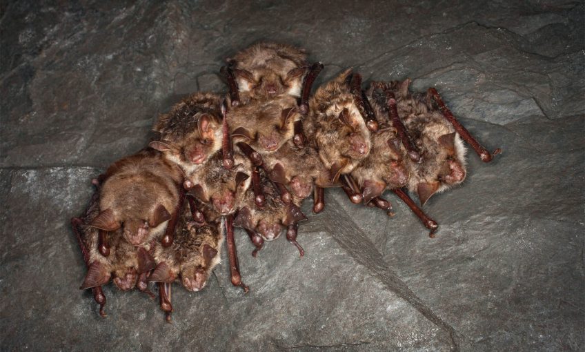 Comment les chauves-souris passent-elles l’hiver ? - La Salamandre