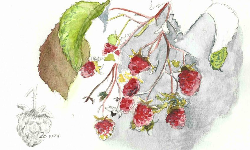 Les framboises fruits du sang d'Ida