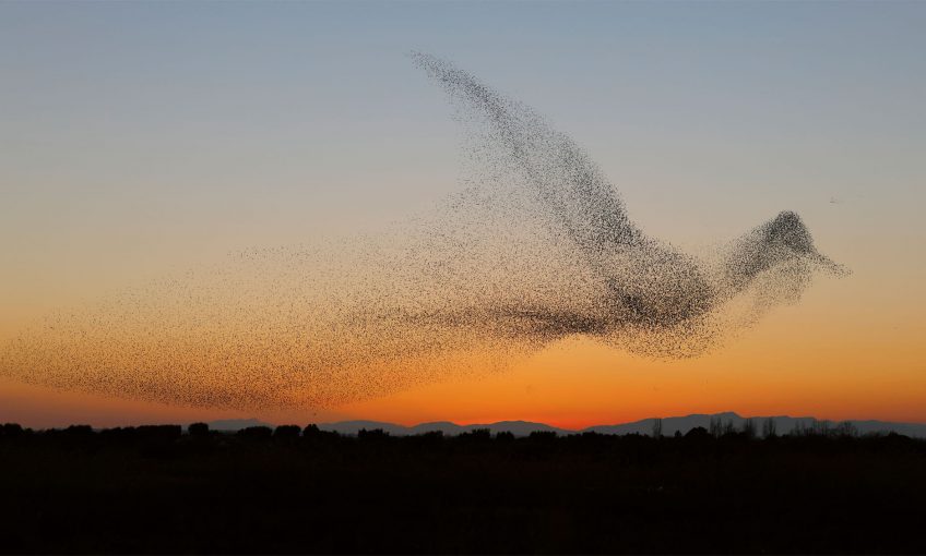 Le meilleur de l’année, concours photo - La Salamandre