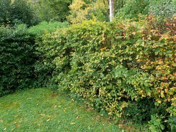 Fabriquez un nichoir à rougegorge avec un pot de fleur