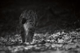 Lynx / © Neil Villard